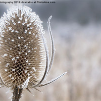 Buy canvas prints of Frosty Teasel Head by Daves Photography
