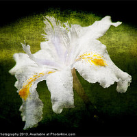 Buy canvas prints of Iris Japonica - Grunge by Daves Photography