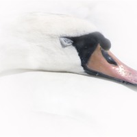 Buy canvas prints of Sleeping Beauty - The Swan by Daves Photography