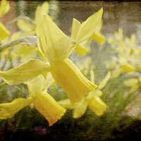 Buy canvas prints of Spring Has Sprung by Daves Photography