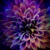 Buy canvas prints of FLOWER POWER by Jacque Mckenzie