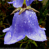 Buy canvas prints of BELL FLOWER CAMPANULA by Jacque Mckenzie