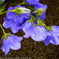 Buy canvas prints of CAMPANULA BELL FLOWERS by Jacque Mckenzie