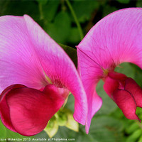 Buy canvas prints of FLYING SWEET PEAS by Jacque Mckenzie