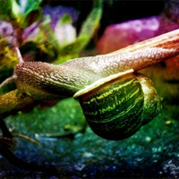 Buy canvas prints of MR SNAIL by Jacque Mckenzie