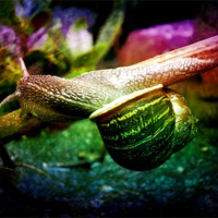 Buy canvas prints of MR SNAIL 2 by Jacque Mckenzie