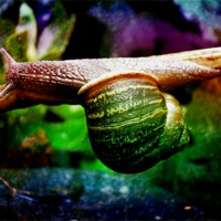 Buy canvas prints of MR SNAIL 3 by Jacque Mckenzie