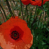 Buy canvas prints of POPPY POWER 2 by Jacque Mckenzie