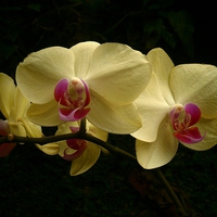 Buy canvas prints of PHALAENOPSIS MOTH ORCHID by Jacque Mckenzie