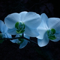 Buy canvas prints of COOL BLUE ORCHID by Jacque Mckenzie