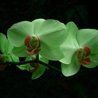 Buy canvas prints of GREEN ORCHID by Jacque Mckenzie