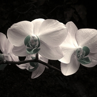 Buy canvas prints of WHITE FROST ORCHID by Jacque Mckenzie