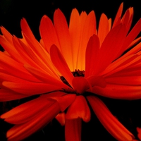 Buy canvas prints of  DAISY GLOW by Jacque Mckenzie