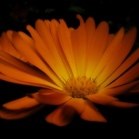 Buy canvas prints of  NIGHT DAISY by Jacque Mckenzie