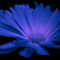 Buy canvas prints of  DAISY BLUE by Jacque Mckenzie