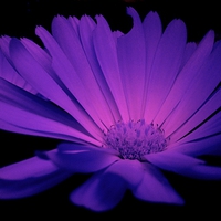 Buy canvas prints of  LILAC DAISY by Jacque Mckenzie