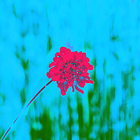 Buy canvas prints of THE RED FLOWER by Jacque Mckenzie