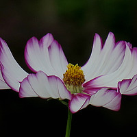 Buy canvas prints of COSMOS IN THE DARK by Jacque Mckenzie