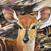 Buy canvas prints of BAMBI by Jacque Mckenzie