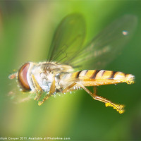 Buy canvas prints of Hover Fly in Flight by Callum Cooper