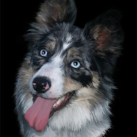 Buy canvas prints of Blue Merle Collie by Callum Cooper