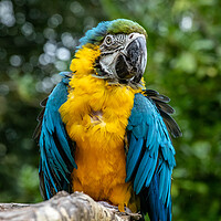 Buy canvas prints of Macaw Parrot by Images of Devon