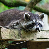 Buy canvas prints of Raccoon laying down by Images of Devon