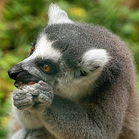 Buy canvas prints of Ring tailed Lemur by Images of Devon