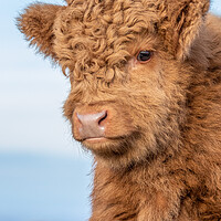 Buy canvas prints of Highland Calf by Images of Devon