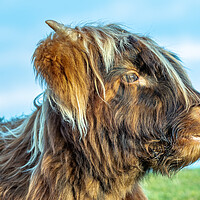 Buy canvas prints of A close up of a highland cow by Images of Devon
