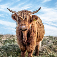 Buy canvas prints of Highland cow portrait by Images of Devon