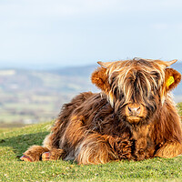 Buy canvas prints of Highland calf by Images of Devon