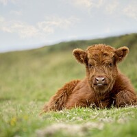 Buy canvas prints of A Highland calf lying in a grassy field by Images of Devon