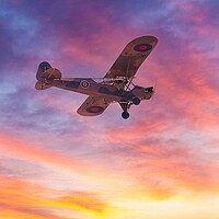 Buy canvas prints of WW2 Auster aeroplane  by Images of Devon