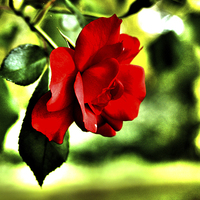 Buy canvas prints of  hybrid tea rose by Images of Devon
