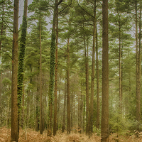 Buy canvas prints of  Haldon Forest by Images of Devon