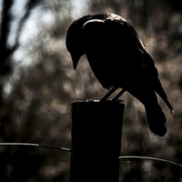 Buy canvas prints of  Gothic Bird by Images of Devon