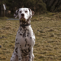 Buy canvas prints of  Dalmatian Day by Images of Devon