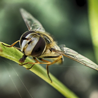 Buy canvas prints of  Hoverfly time by Images of Devon