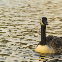 Buy canvas prints of  Solo canadian Goose by Images of Devon