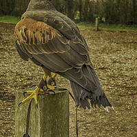 Buy canvas prints of Mexican Harris Hawk by Images of Devon