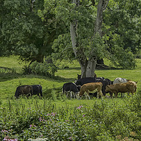 Buy canvas prints of Country Life by Images of Devon