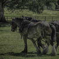 Buy canvas prints of Working Horses by Images of Devon