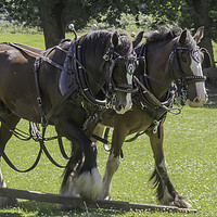 Buy canvas prints of Real Horse Power by Images of Devon