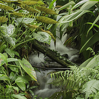 Buy canvas prints of Rainforest waterfall by Images of Devon