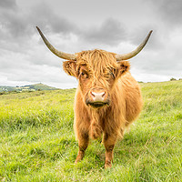 Buy canvas prints of Dartmoor's Highland Cow by Images of Devon
