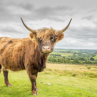 Buy canvas prints of Highland Cow by Images of Devon