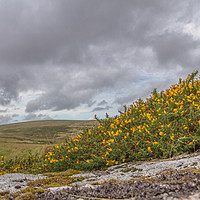 Buy canvas prints of dartmoor national park by Images of Devon