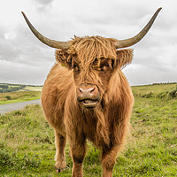 Buy canvas prints of Dartmoor Highland Cattle by Images of Devon