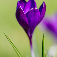 Buy canvas prints of The Lone Crocus by Images of Devon